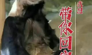 为什么熊猫丫丫和乐乐骨瘦如柴 丫丫熊猫怎么回事