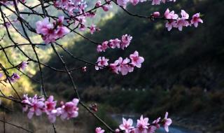 山丹丹开花红艳艳是哪部电视插曲 山丹丹花开红艳艳合唱